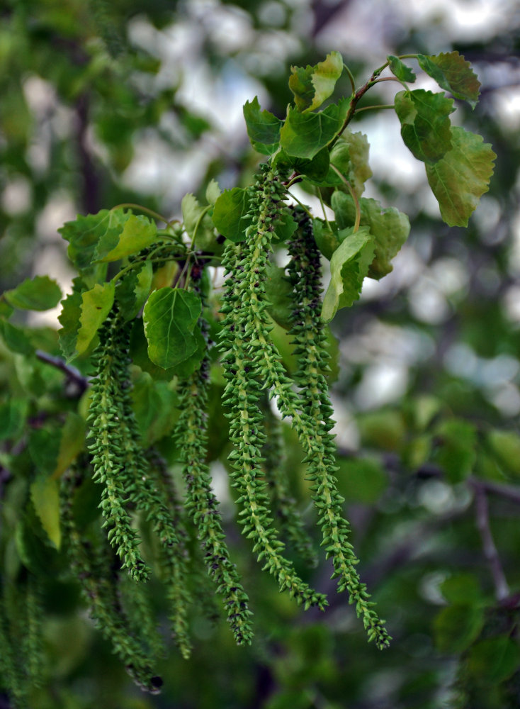 Image of Populus tremula specimen.