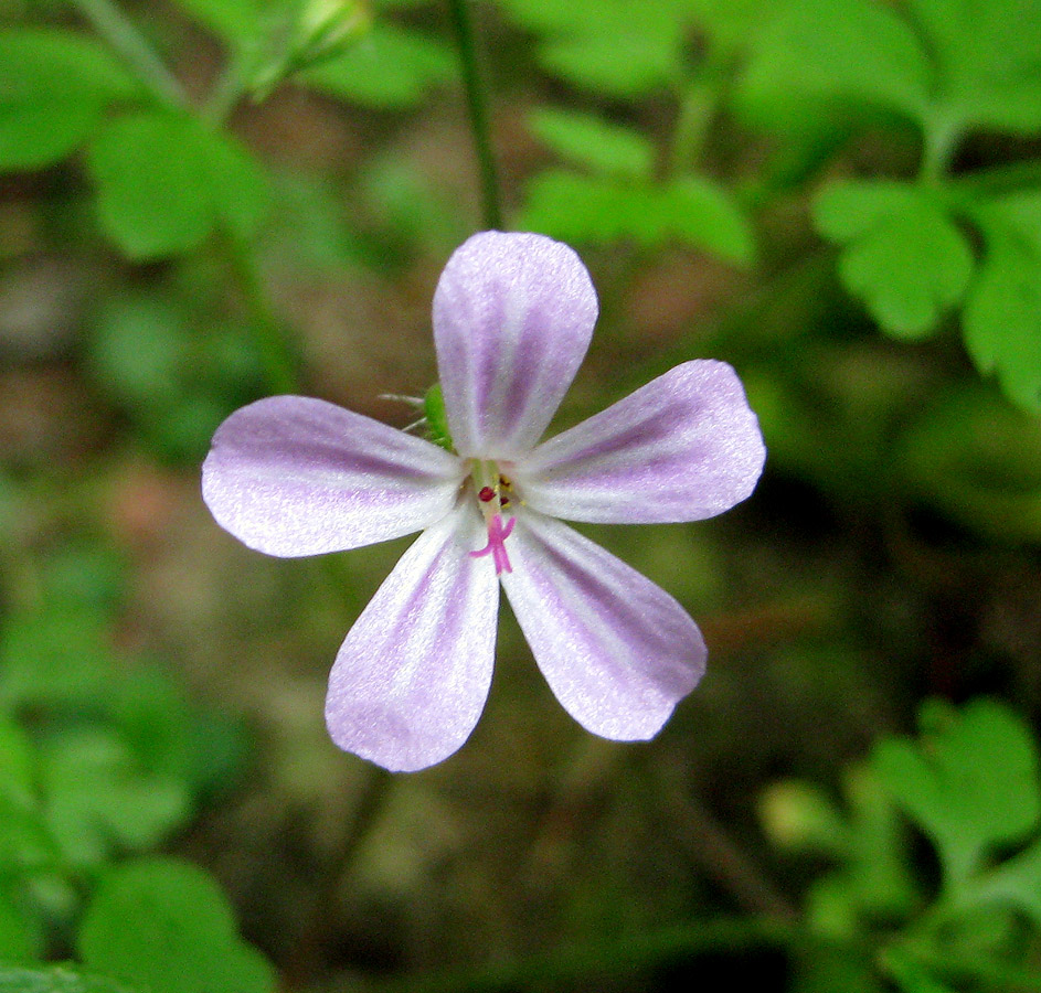 Изображение особи Geranium robertianum.