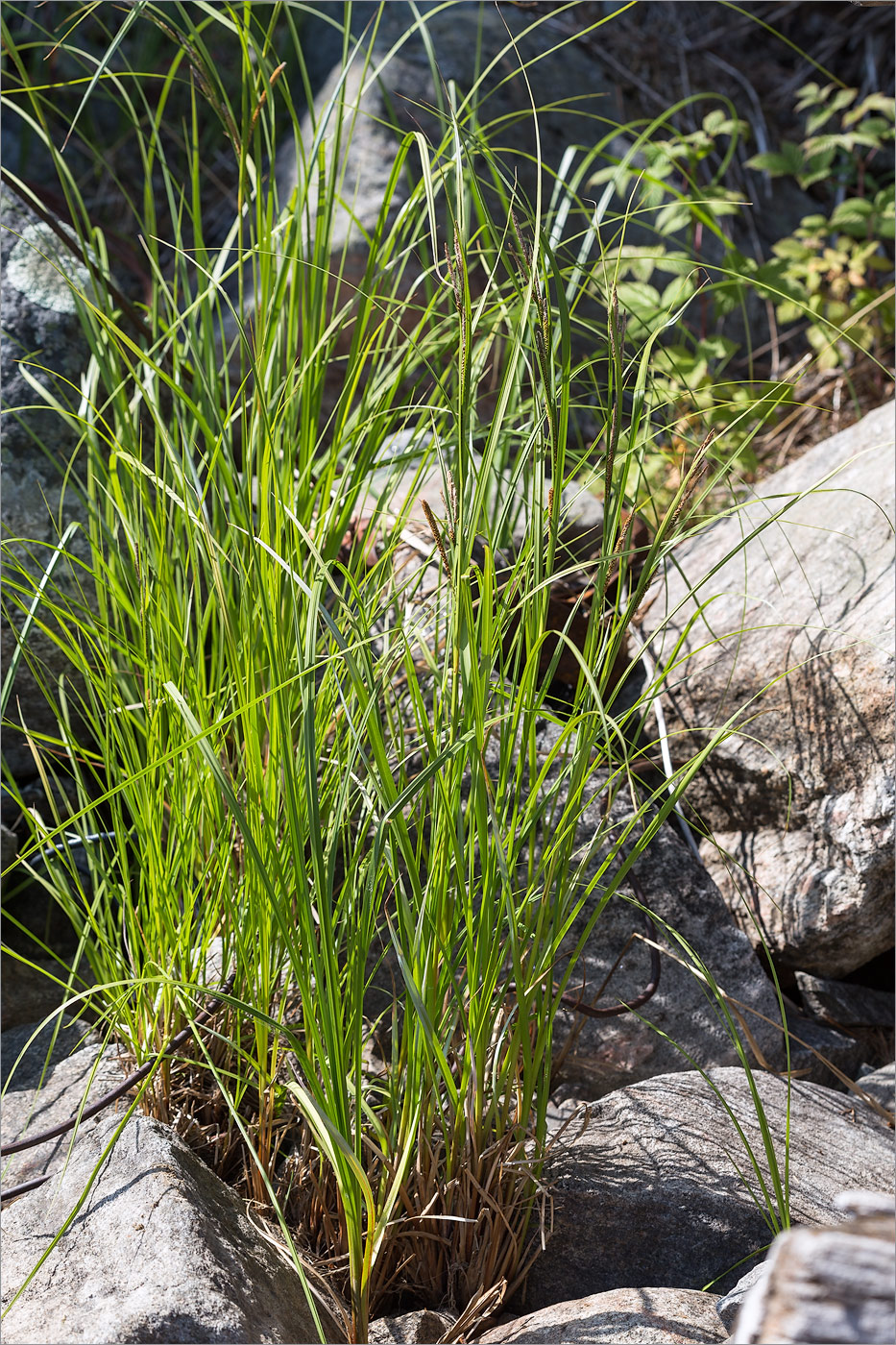 Изображение особи Carex aquatilis.