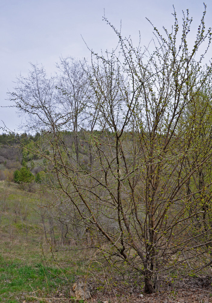 Image of genus Malus specimen.