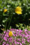 Tulipa sylvestris