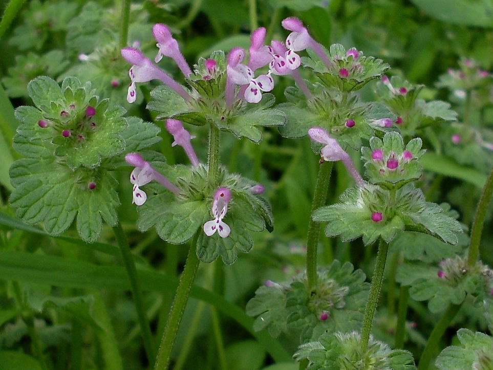 Image of Lamium amplexicaule specimen.