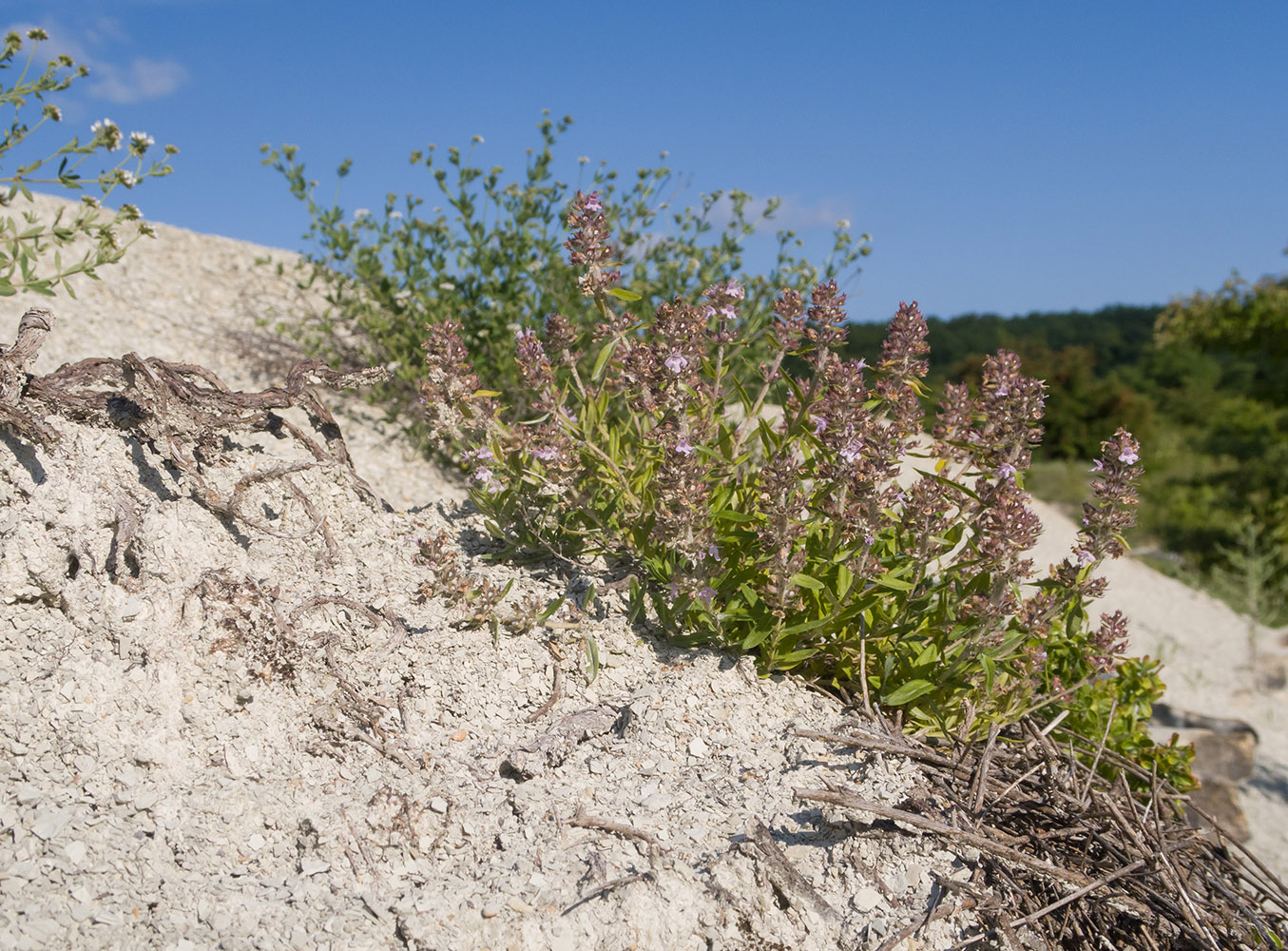 Изображение особи род Thymus.