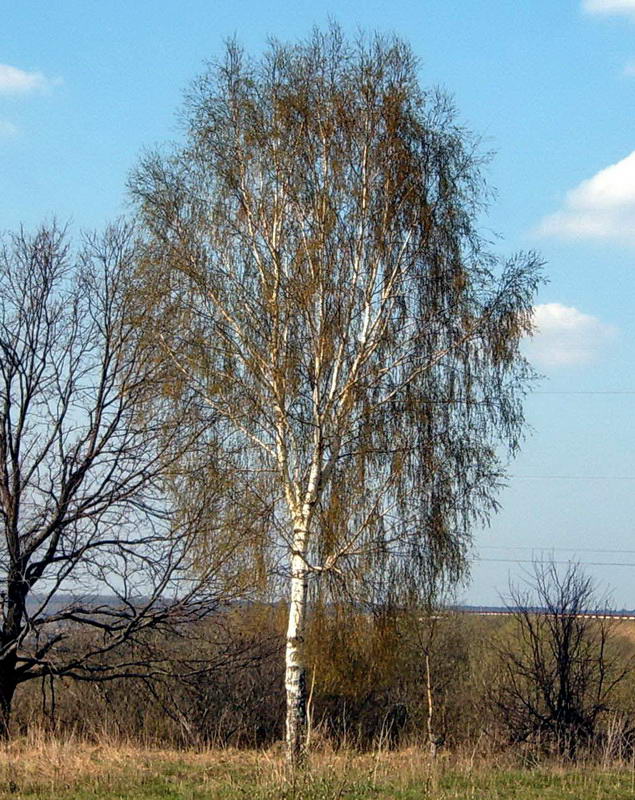 Image of Betula pendula specimen.