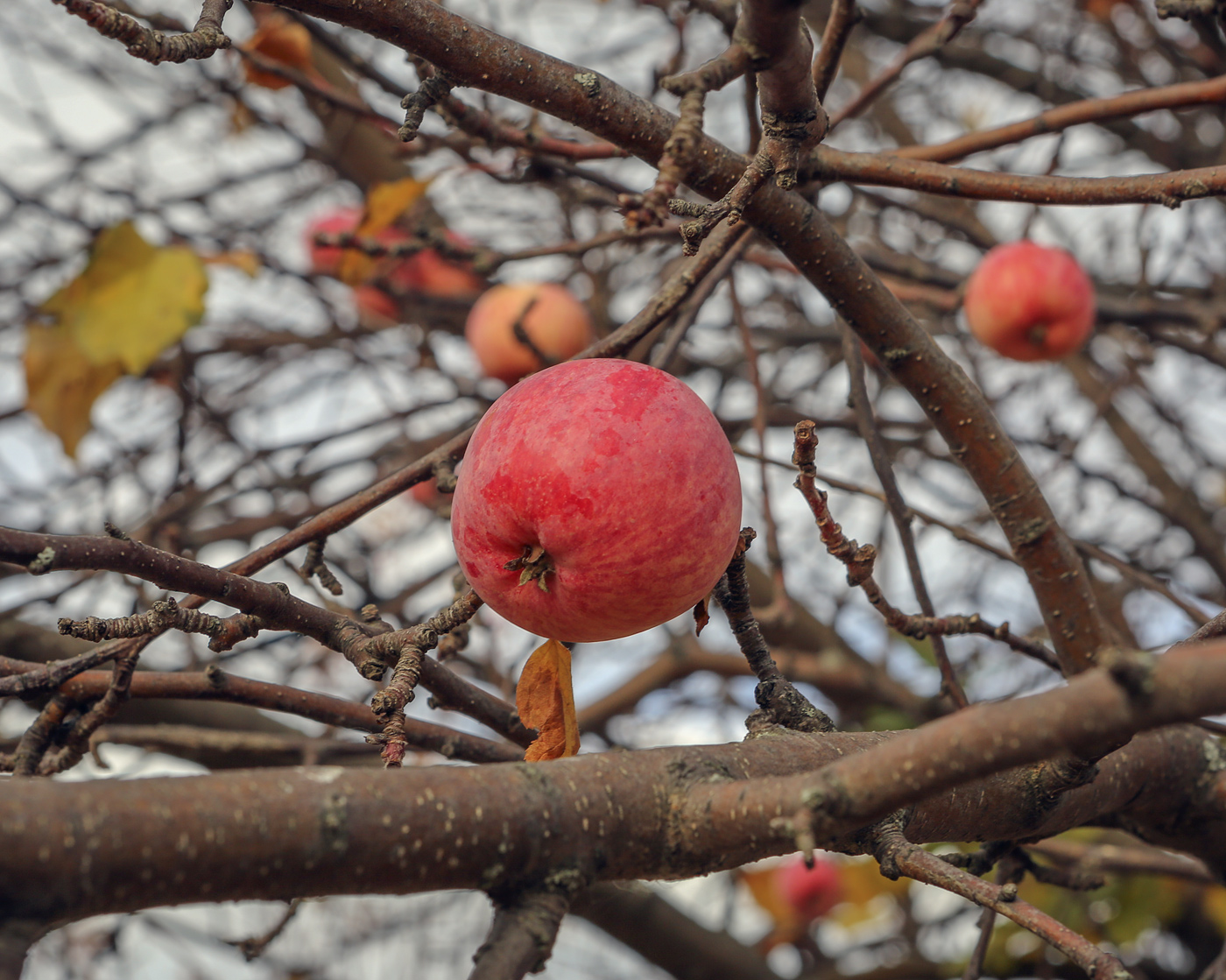 Изображение особи Malus domestica.