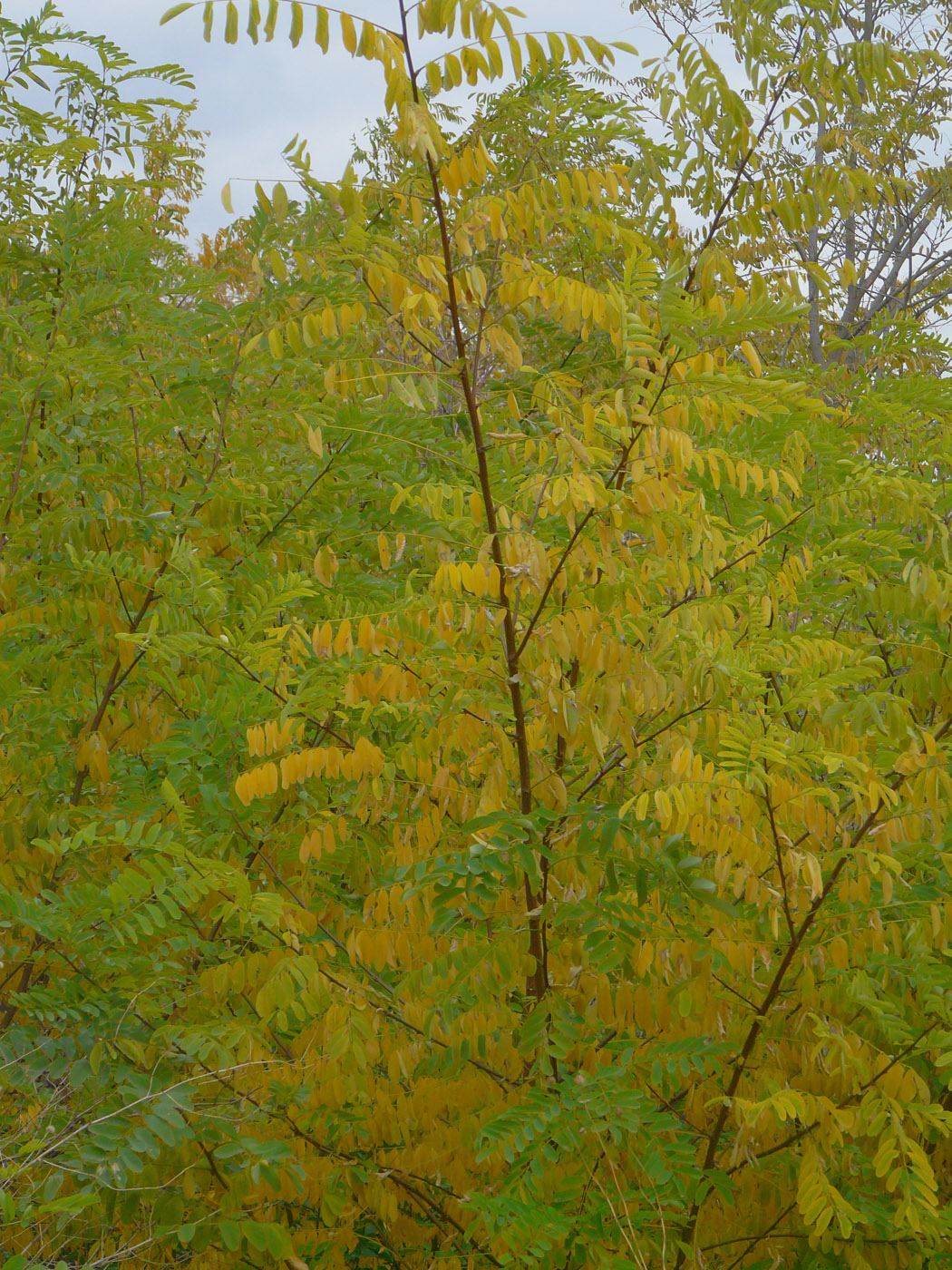 Изображение особи Robinia pseudoacacia.