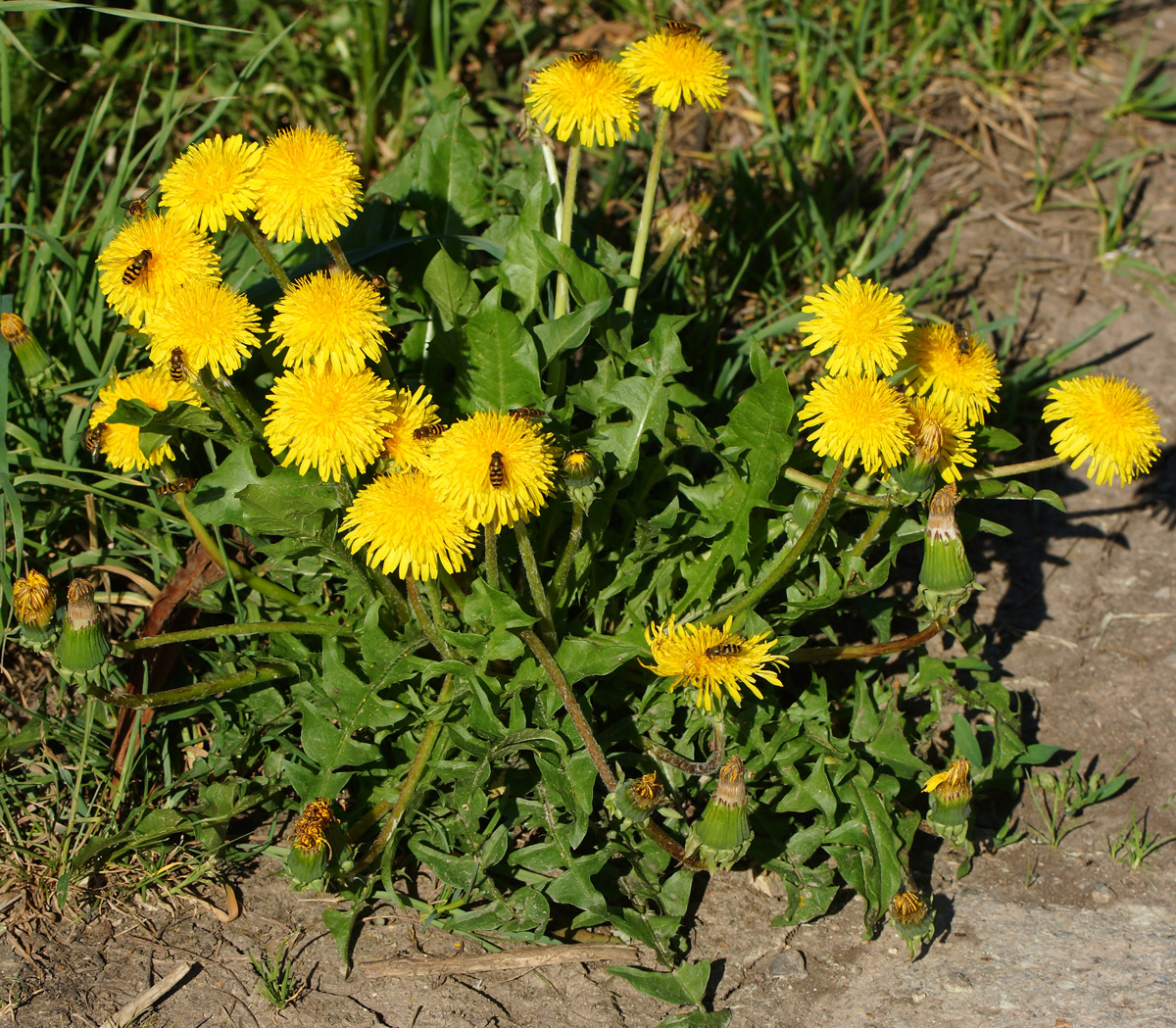 Image of Taraxacum officinale specimen.