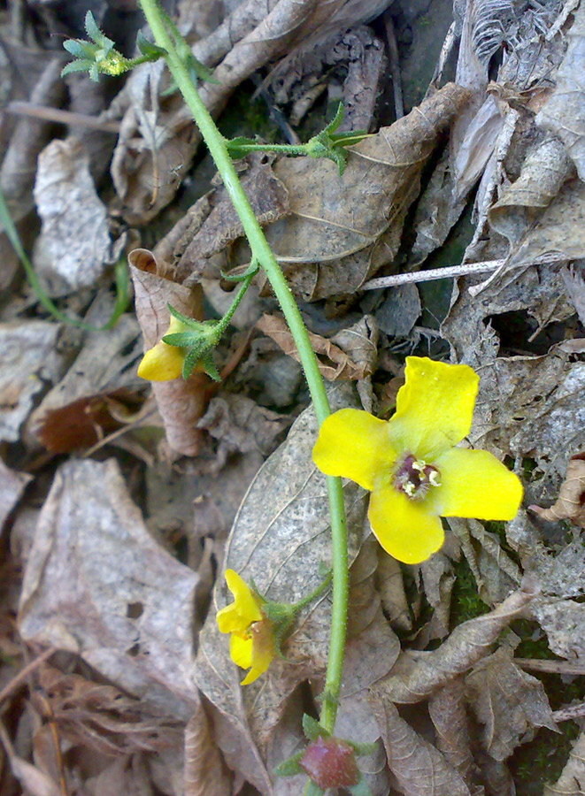 Image of Verbascum blattaria specimen.