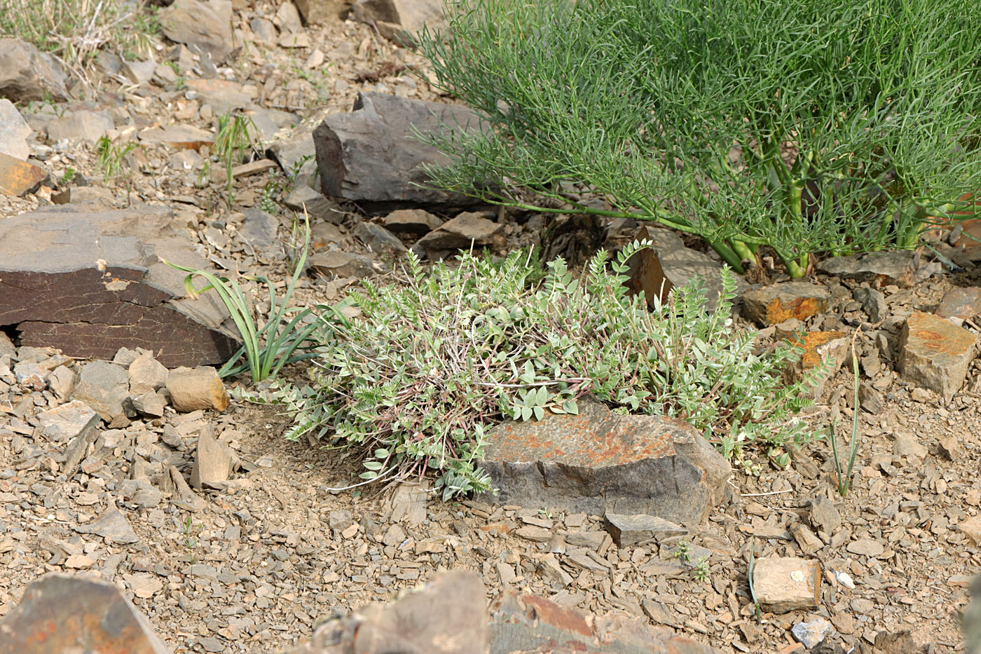 Image of Oxytropis pseudorosea specimen.