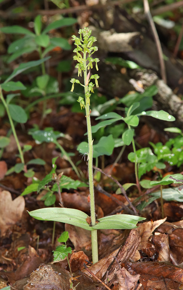 Изображение особи Listera ovata.