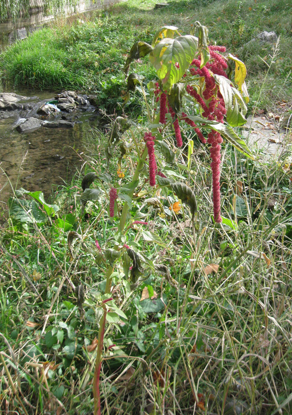 Image of Amaranthus caudatus specimen.