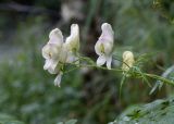 род Aconitum