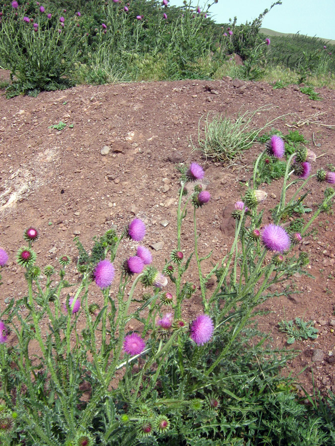 Image of Carduus nutans specimen.