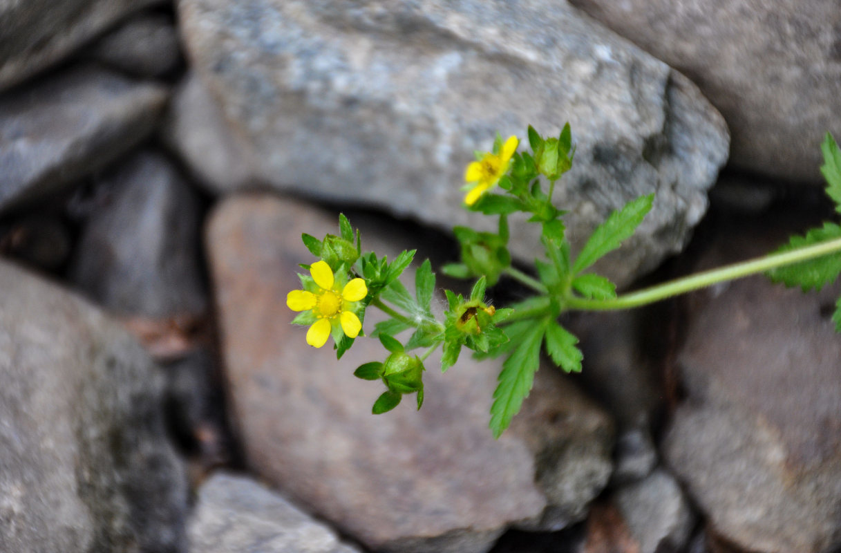 Image of genus Potentilla specimen.