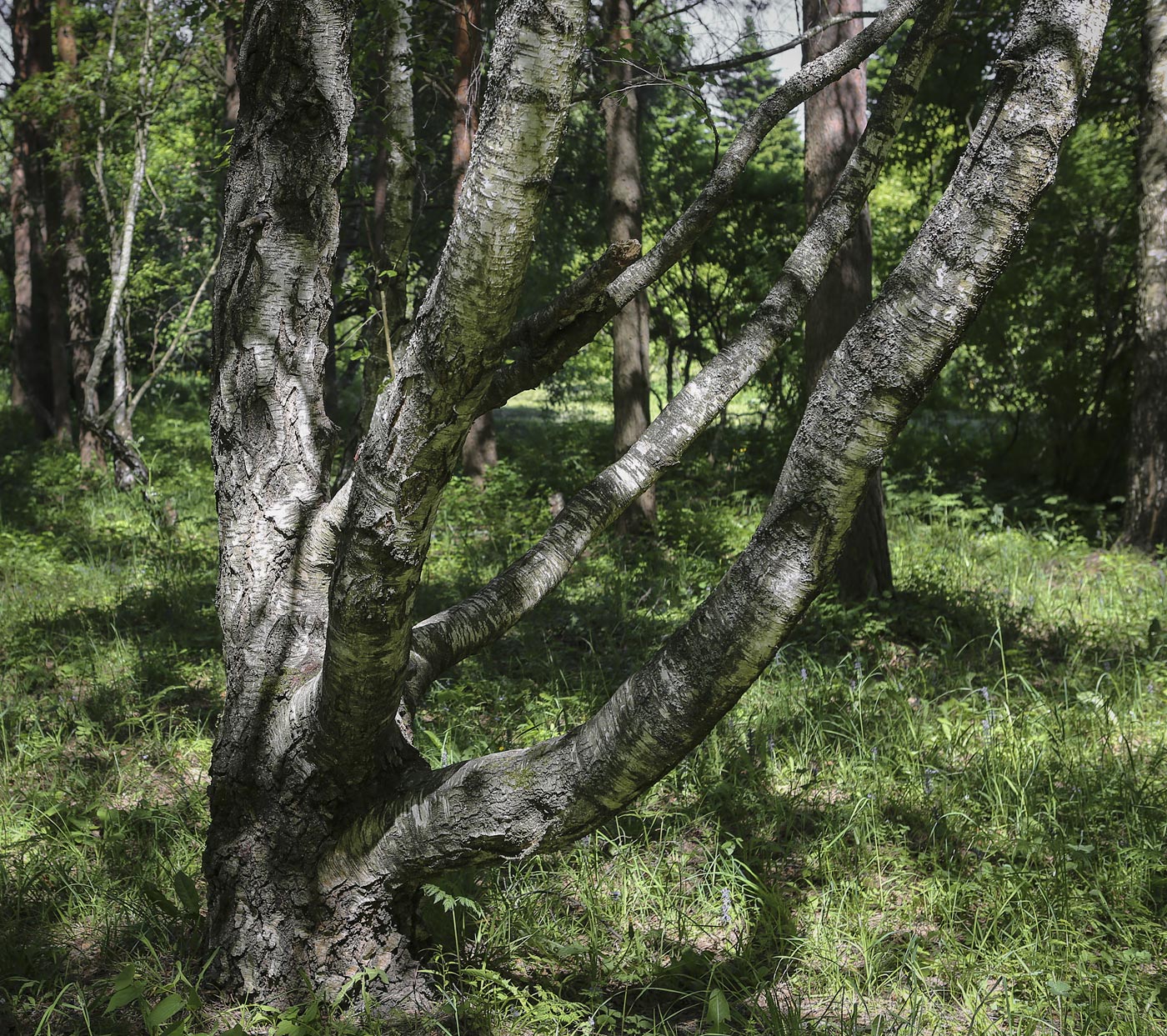 Image of Betula pendula var. carelica specimen.