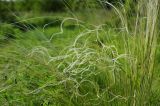 Stipa lessingiana. Верхушки побегов с соцветиями. ДНР, окраина г. Донецк, окр. Донецкого моря, многолетняя залежь. 26.05.2021.