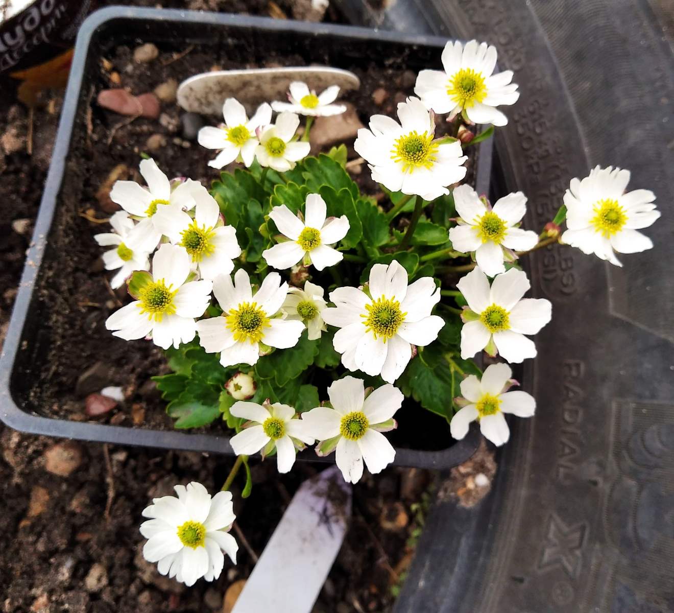 Изображение особи Ranunculus crenatus.