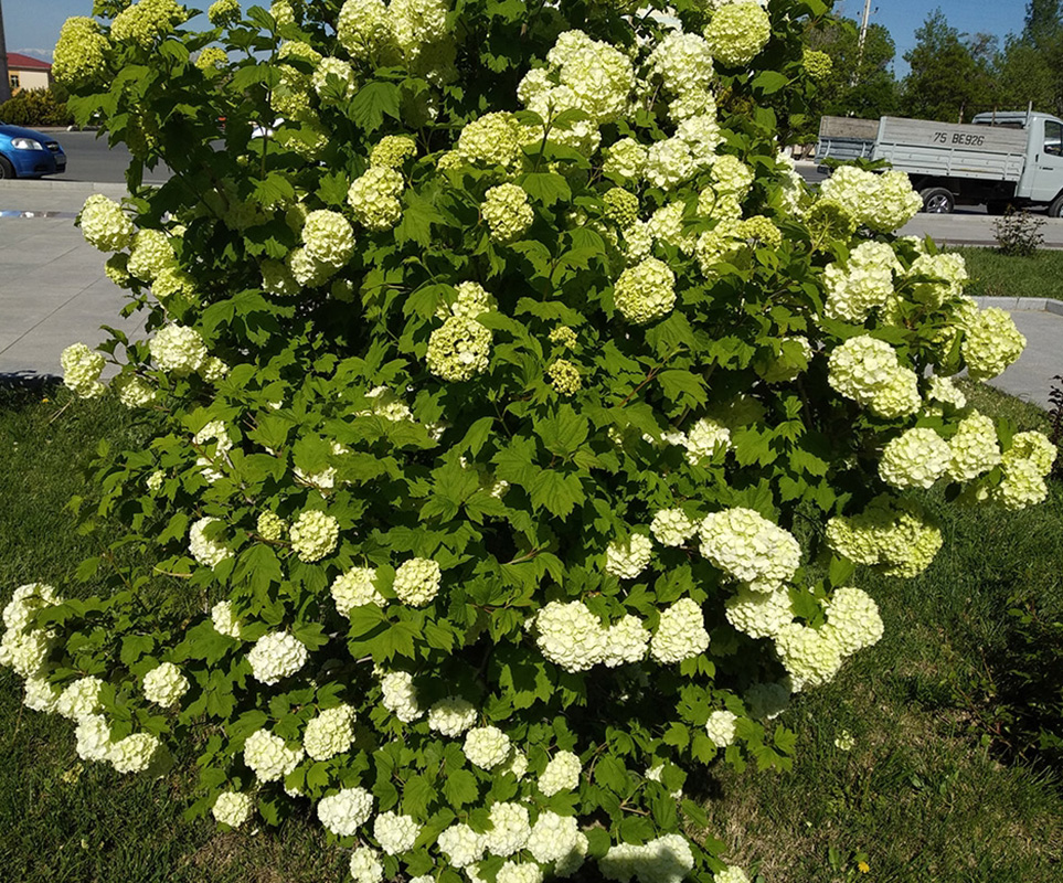 Изображение особи Viburnum opulus f. roseum.