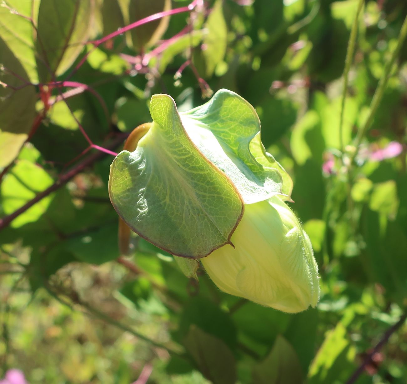 Image of Cobaea scandens specimen.