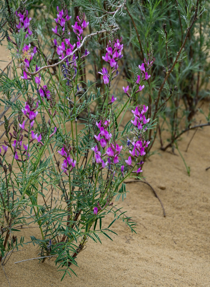 Изображение особи Astragalus barbidens.