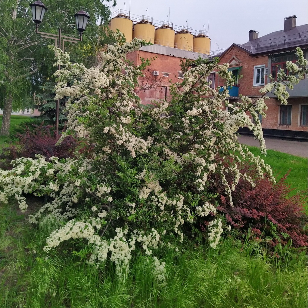 Image of genus Pyracantha specimen.