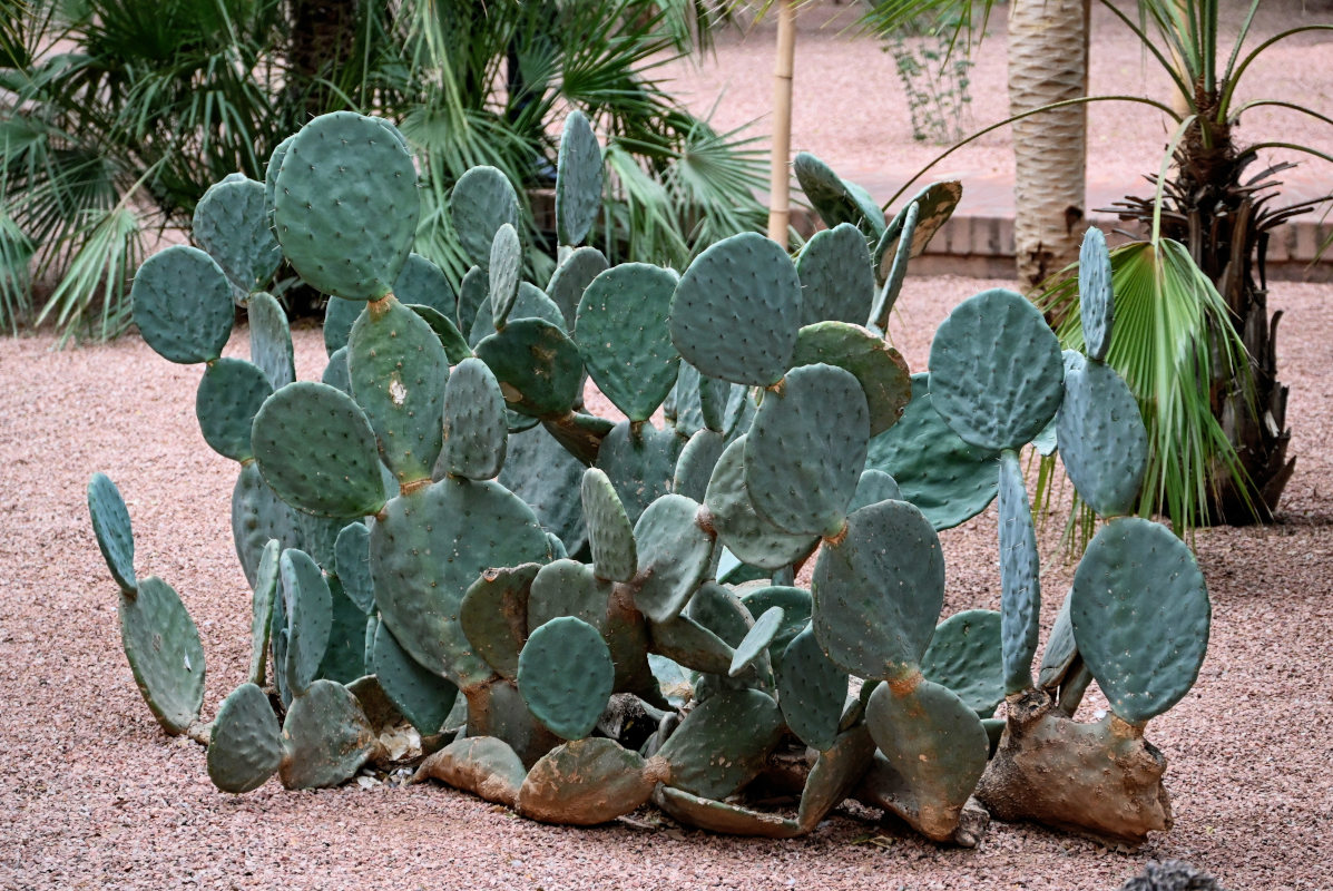 Изображение особи Opuntia ficus-indica.