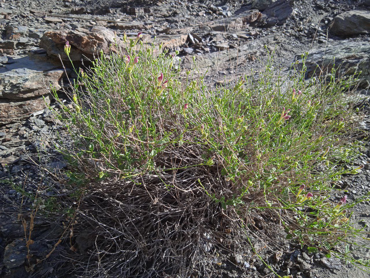 Image of Scutellaria intermedia specimen.