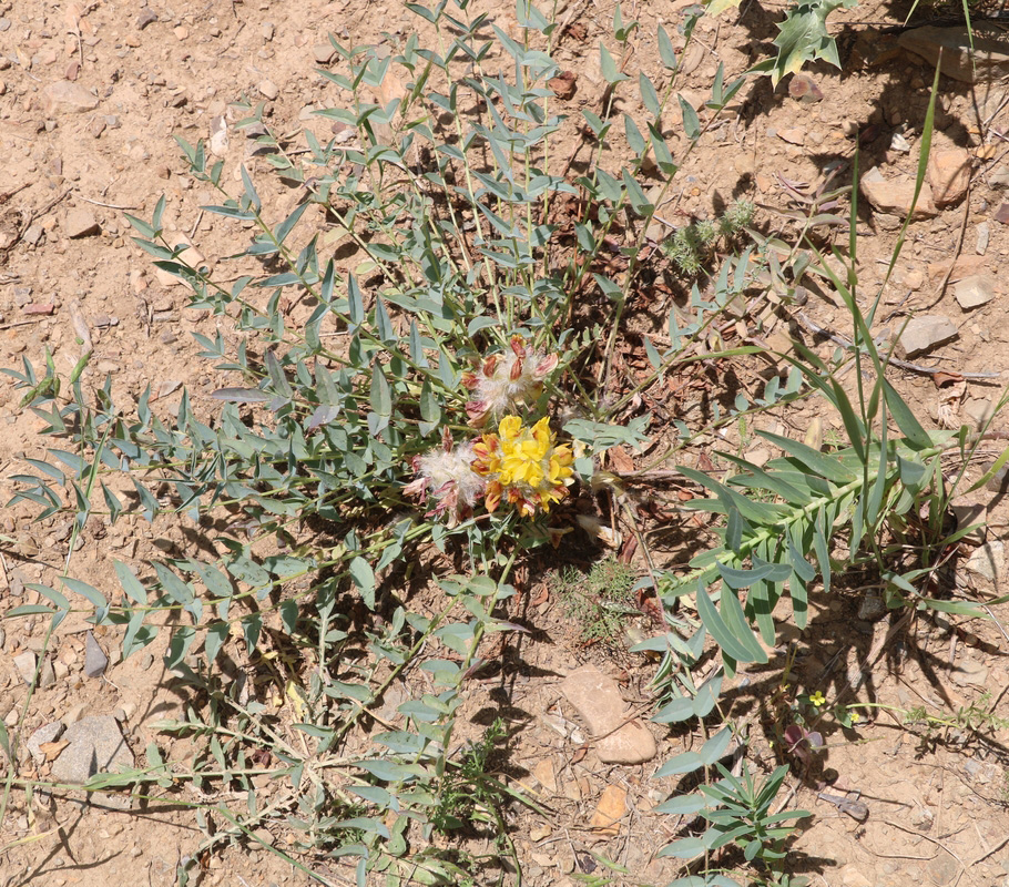 Image of genus Astragalus specimen.