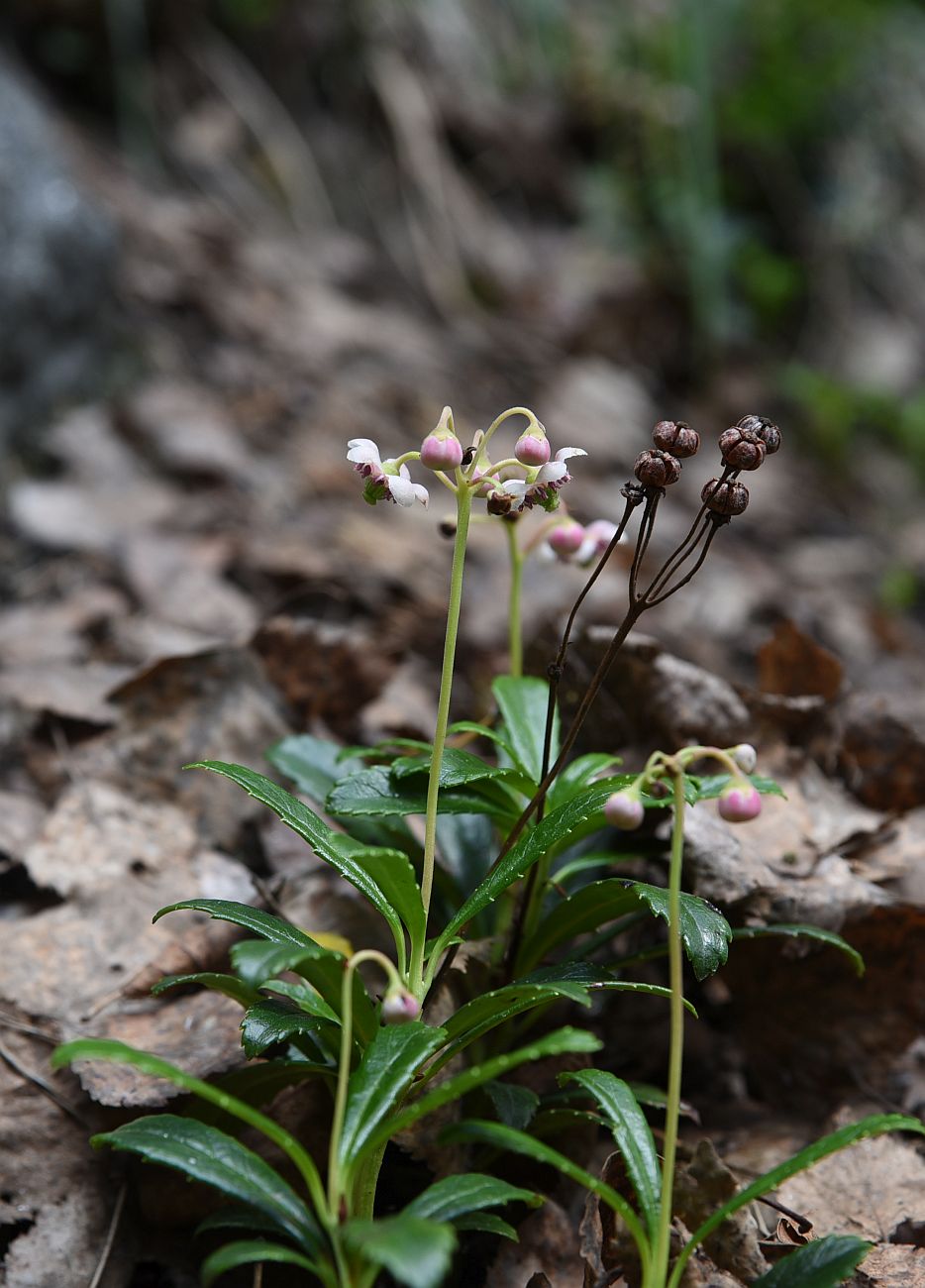 Изображение особи Chimaphila umbellata.