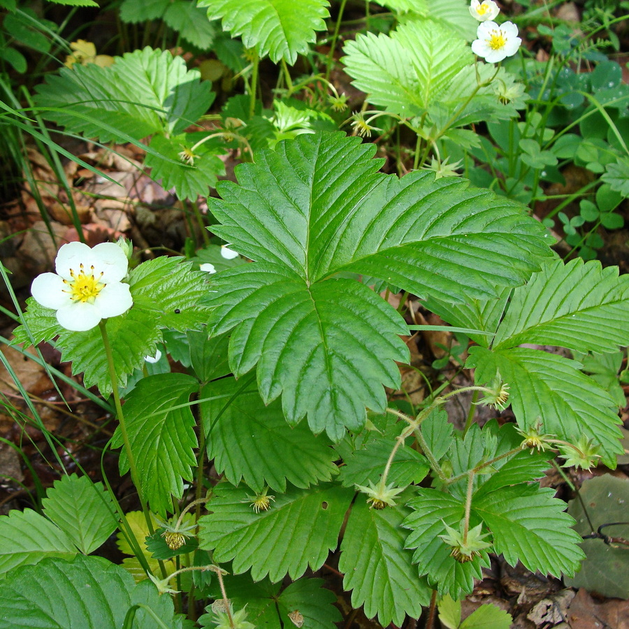 Image of Fragaria orientalis specimen.