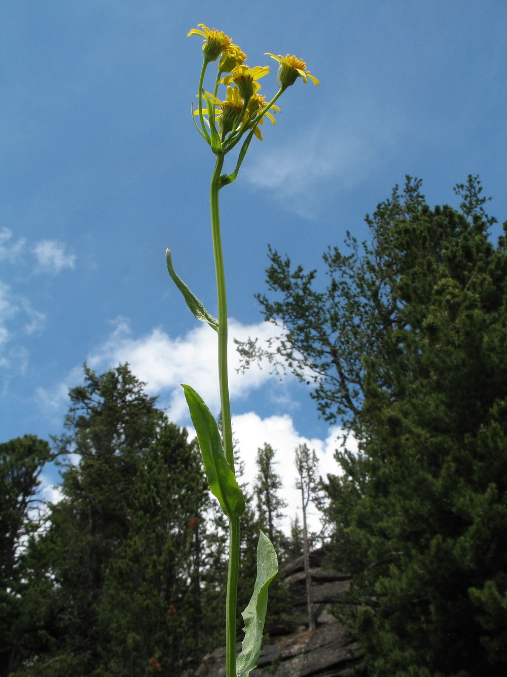 Изображение особи Tephroseris integrifolia.