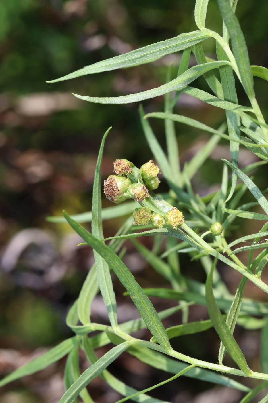 Изображение особи Artemisia glauca.