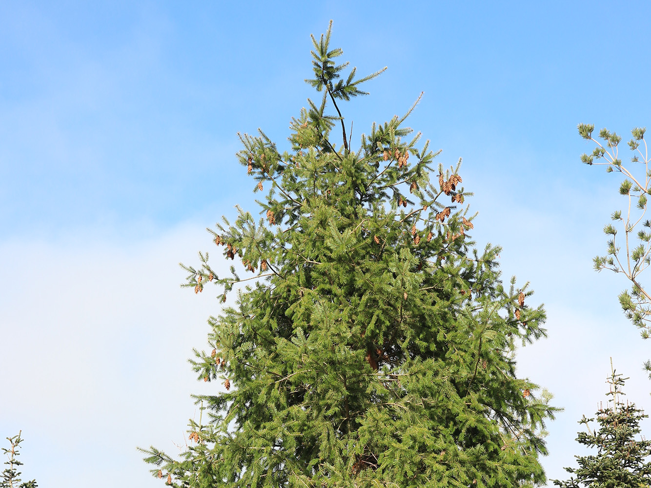 Изображение особи Pseudotsuga menziesii.