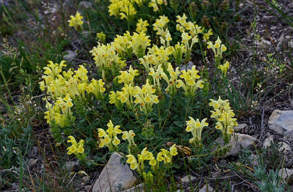 Image of Scutellaria sosnovskyi specimen.