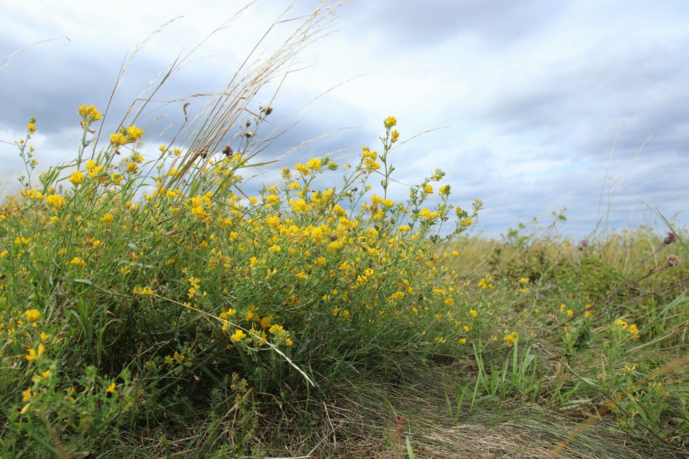 Изображение особи Medicago falcata.