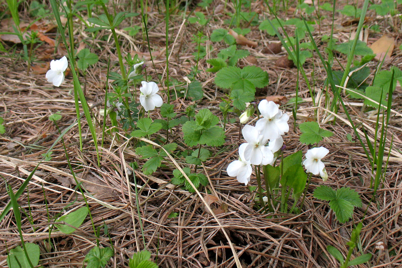 Image of Viola stagnina specimen.