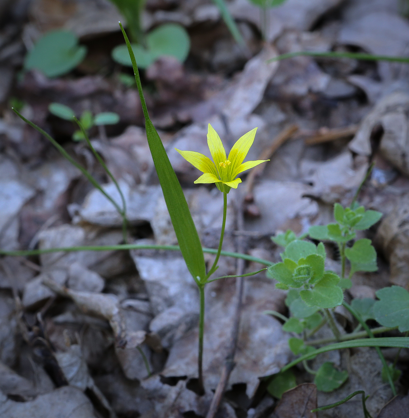 Image of genus Gagea specimen.