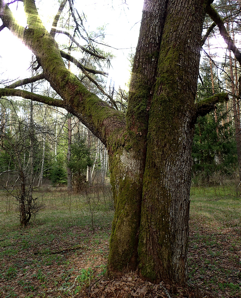 Image of genus Tilia specimen.