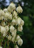 Yucca gloriosa. Часть соцветия. Грузия, Имеретия, монастырь Моцамета, в культуре. 14.06.2023.