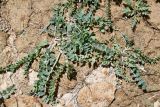 Astragalus tibetanus. Цветущее растение. Таджикистан, Горно-Бадахшанская автономная обл., Рушанский р-н, хр. Северо-Аличурский, Ирхтские горы, Сарезское оз., Ирхтский залив, дол. р. Лянгар, мелкозёмистый сильно увлажнённый берег ручья. 27 июня 2024 г.