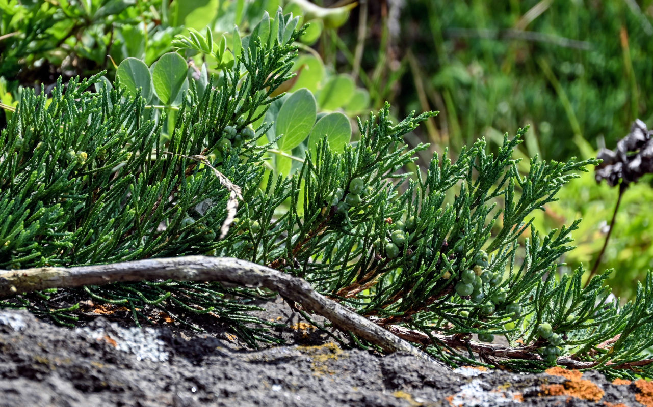 Image of Juniperus sargentii specimen.