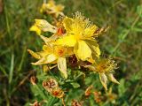 Hypericum attenuatum. Цветки. Хабаровский край, окр. г. Комсомольск-на-Амуре, дол. руч. Тёплый ключ, лужайка меж двух грунтовых дорог. 30.07.2024.