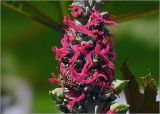 Ricinus communis. Соцветие с женскими цветками. Московская обл., Раменский р-н, окр. дер. Хрипань, садовый участок. 07.08.2024.