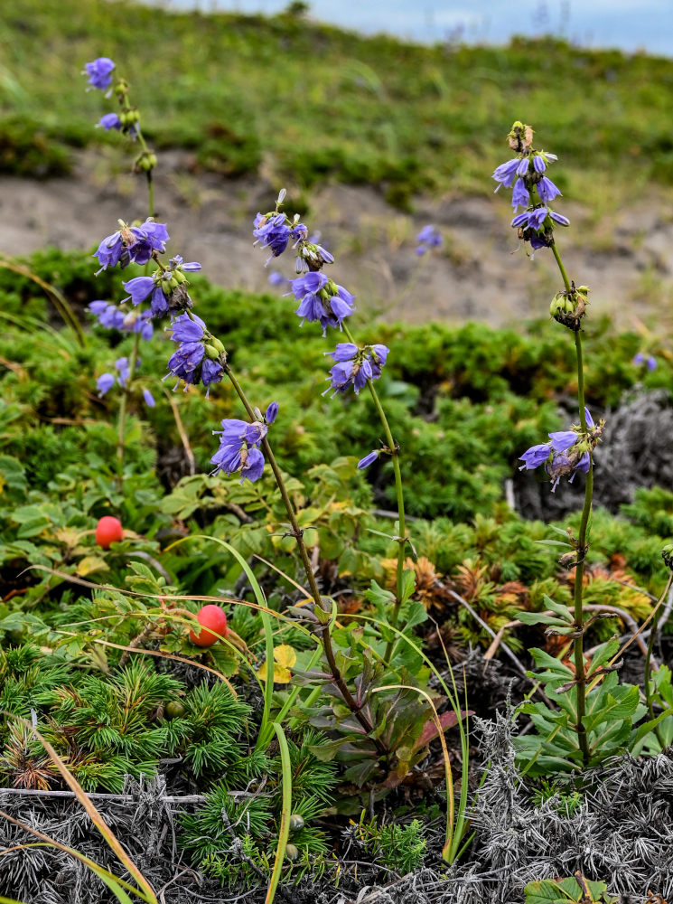 Изображение особи Adenophora triphylla.