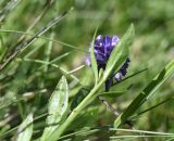 Polygala alpicola. Верхушка побега с соцветием (видна абаксиальная поверхность листьев). Чечня, Шаройский р-н, окр. пер. Цумандинский, южный борт перевала, выс. ок. 2380 м н.у.м., луг. 24 июня 2024 г.