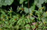 Bidens frondosa. Верхушки побегов с соцветиями. Московская обл., гор. округ Балашиха, Озёрный лесопарк, берег оз. Чёрное, у воды. 15.09.2024.