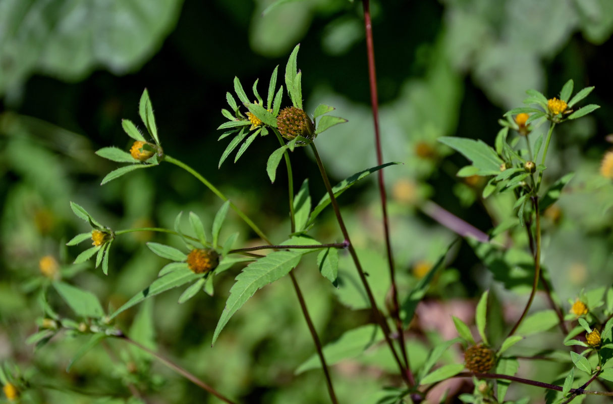 Image of Bidens frondosa specimen.