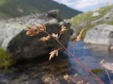 семейство Poaceae. Верхушка побега с соплодием. Кабардино-Балкария, Черекский р-н, окр. с/п Верхняя Балкария, долина реки Псыгансу, ≈ 2400 м н.у.м., замшелые скалы над ледником Псыгансу. 30.07.2024.