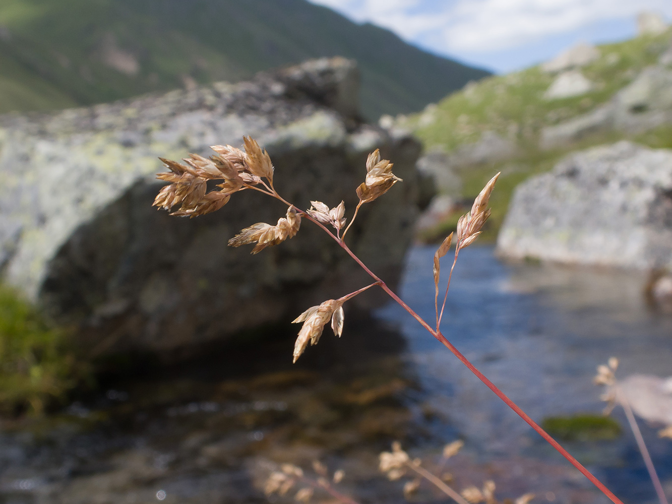 Изображение особи семейство Poaceae.