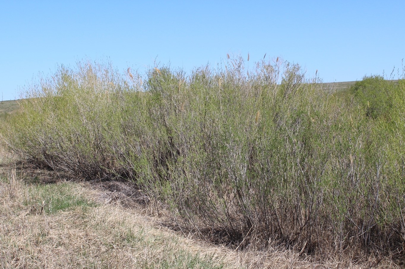 Image of Salix vinogradovii specimen.